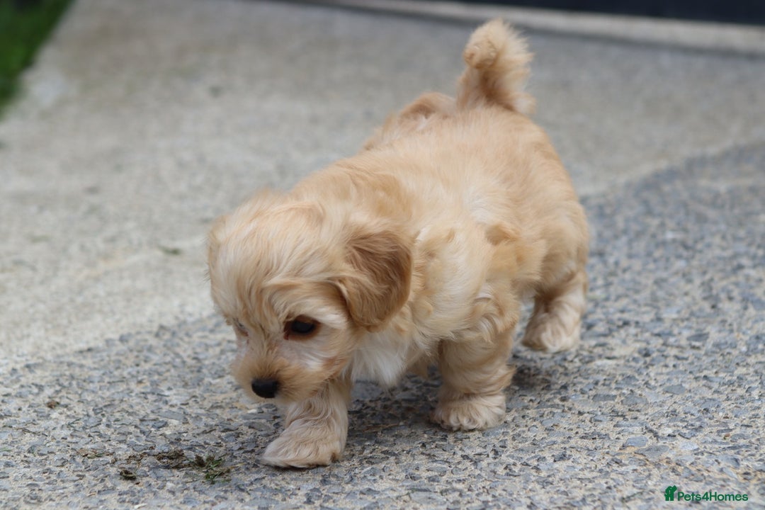 Cavapoochon dogs for sale: Beautiful Cavapoochon boy for sale - Image 15