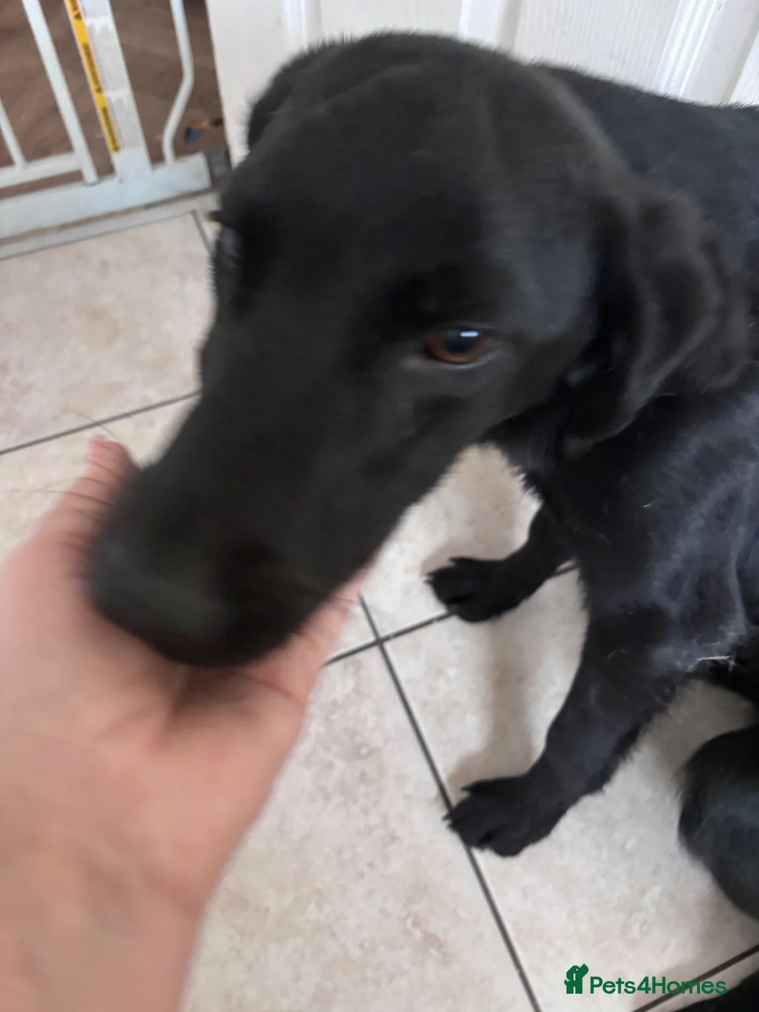 Labrador Retriever dogs for sale: 6 month old Male Labrador - Advert 1