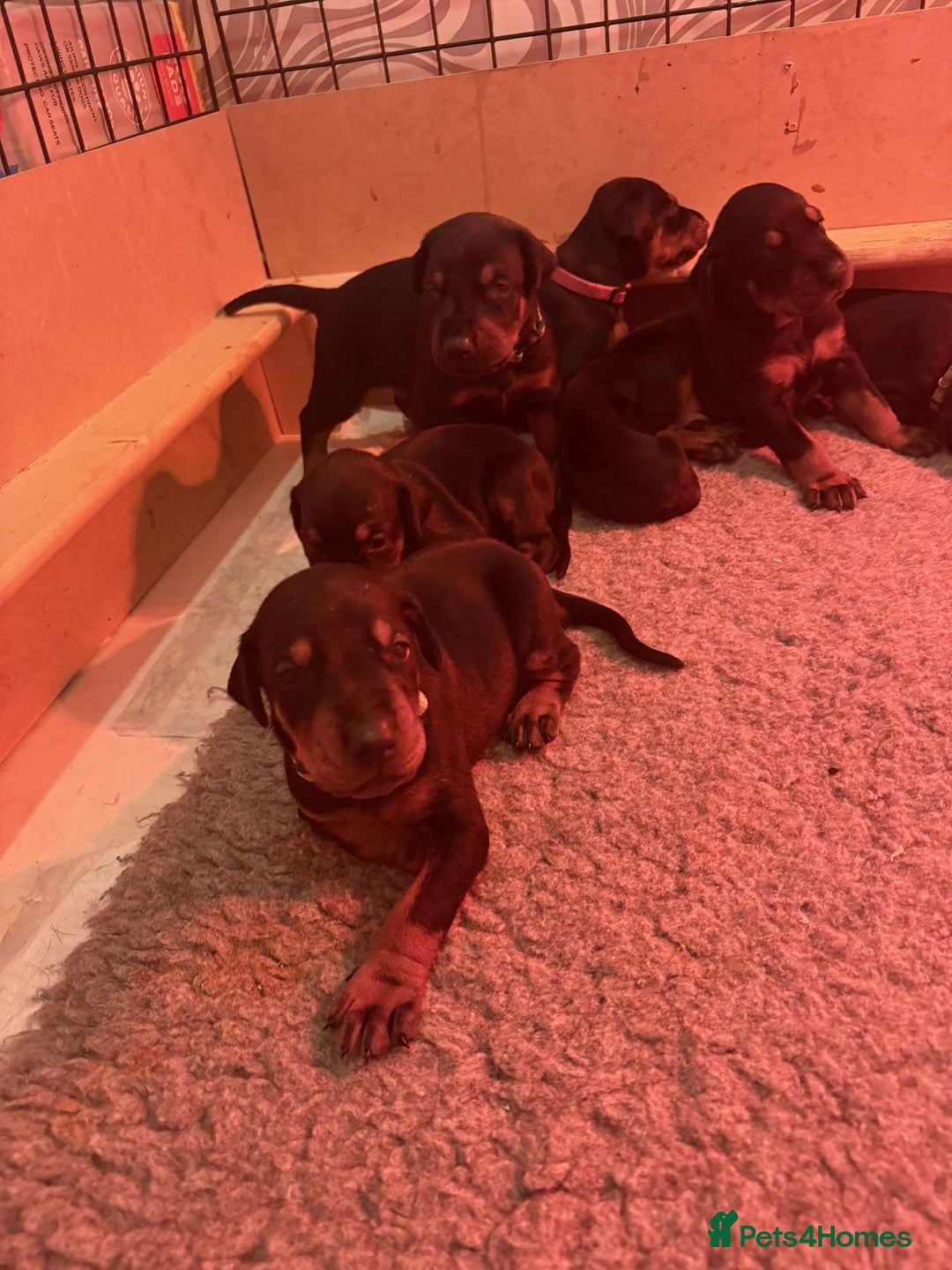 Dobermann dogs for sale: ⭐️DOBERMAN🐾PUPPIES⭐️🐶AVAILABLE🐾MID🐾SEPTEMBER🐶 - Image 9