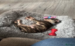 Staffordshire Bull Terrier dogs for sale: 8 week old staffie puppy for re homing  - Image 3