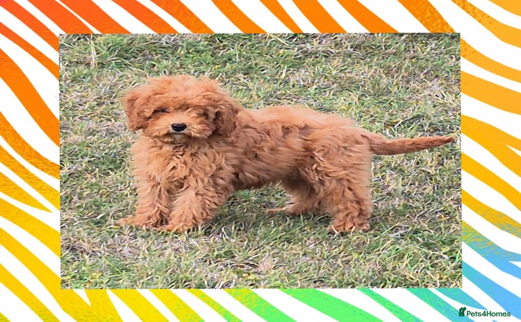 Cavapoo dogs - Advert 12