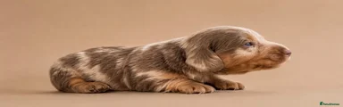 isabella and tan dapple longhaired male