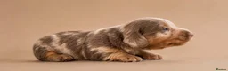 Miniature Dachshund dogs for sale: Stunning miniature dachshund puppies  - Advert 3