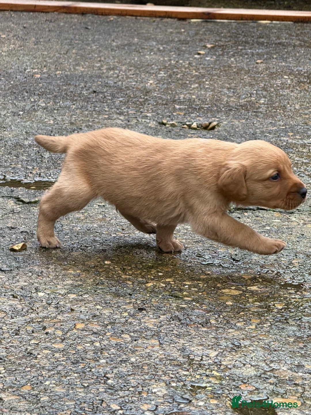 Labrador Retriever dogs for sale: Working Labrador's for sale.   - Advert 4