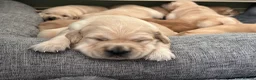 Golden Retriever dogs for sale: EXCEPȚIONAL GOLDEN RETRIVIER PUPPIES💙🩷 - Advert 11