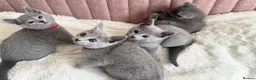 Russian Blue cats for sale: Gorgeous TICA Russian Blue Kittens - Advert 2