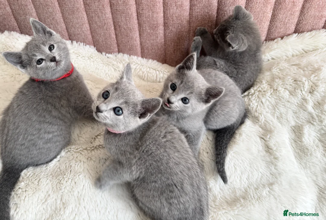 Russian Blue cats for sale: Gorgeous TICA Russian Blue Kittens - Advert 2