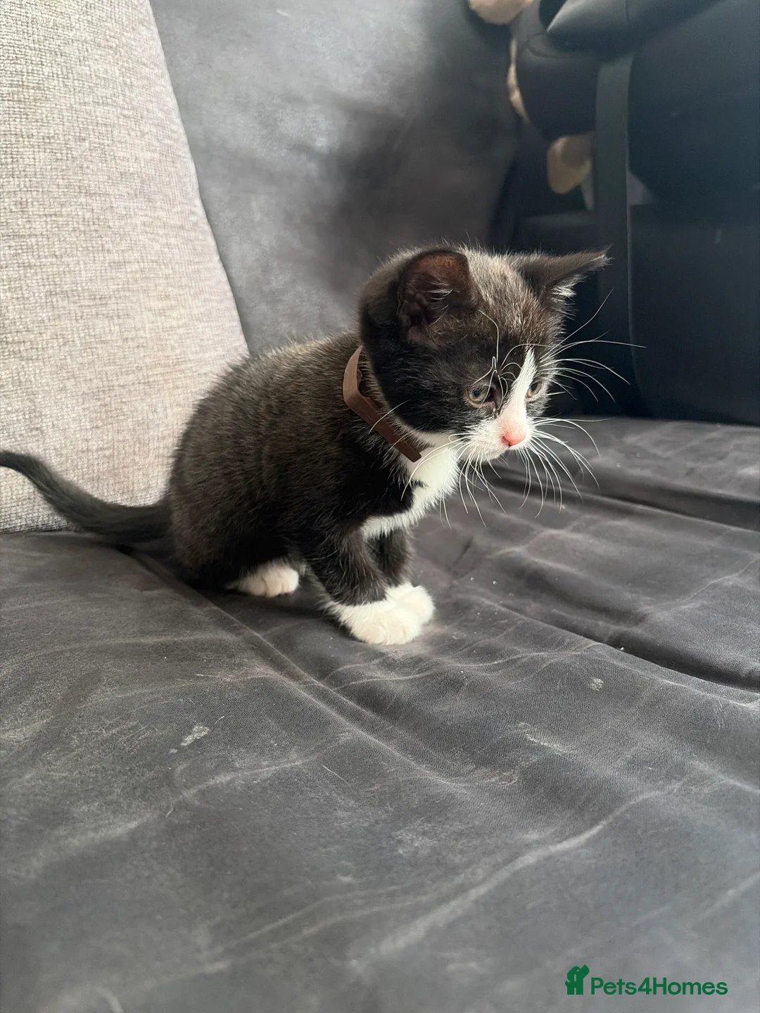 Mixed Breed cats for sale: Kittens for sale - Advert 2