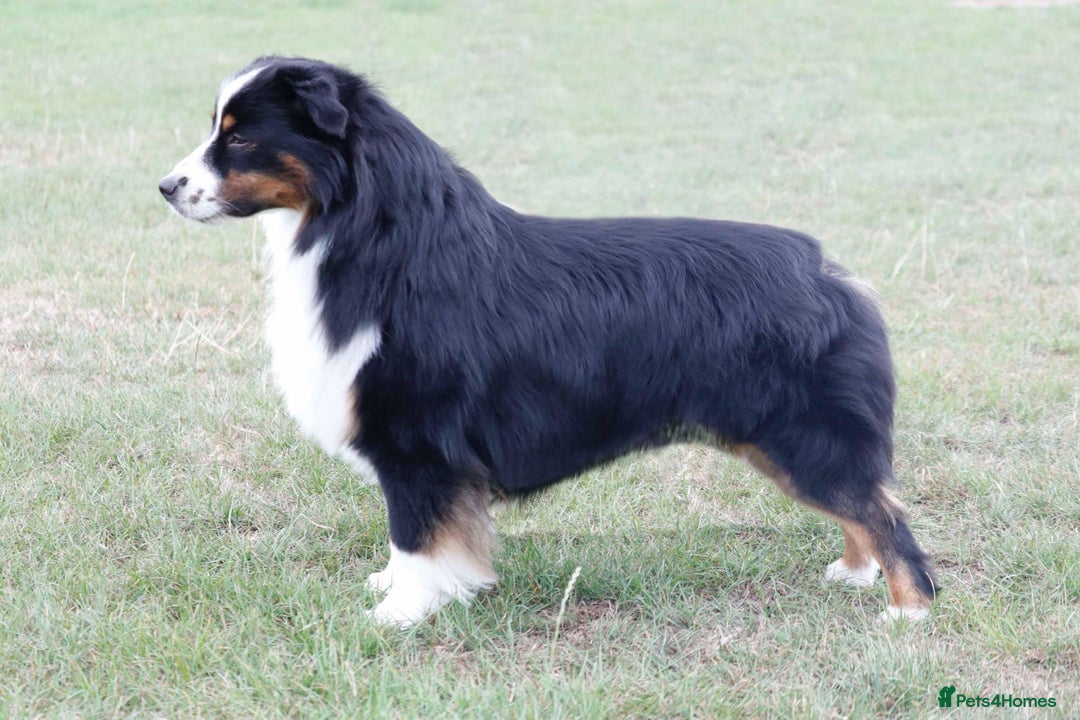 Miniature American Shepherd dogs for sale: Miniature American Shepherds  - Image 3