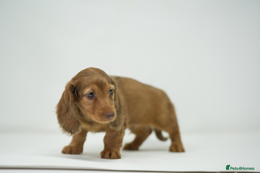 Dachshund dogs for sale: Long haired miniature dachshunds  - Image 10
