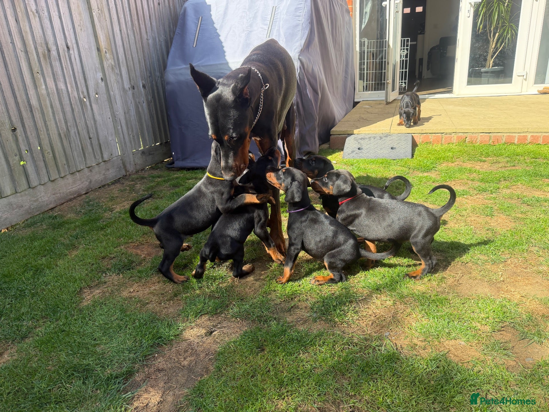 Dobermann dogs 2 girls left ❤️ Doberman Puppies - Advert 5