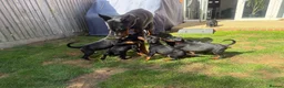Dobermann dogs for sale: 2 girls left ❤️ Doberman Puppies - Advert 1