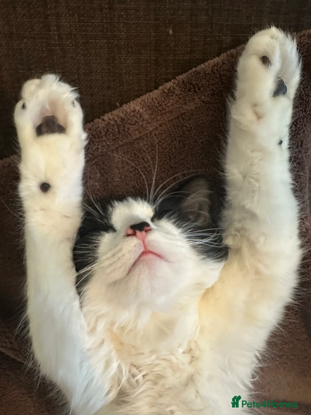 Mixed Breed cats for sale: Beautiful Black and White Female Cat - Advert 2
