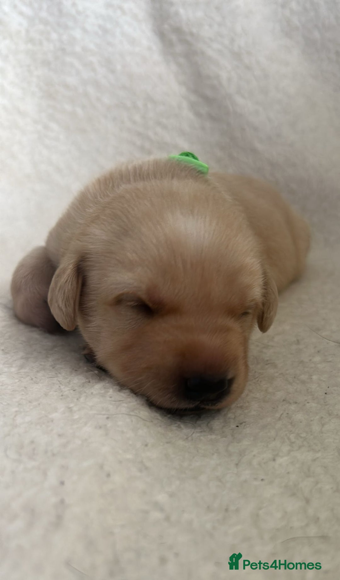 Labrador Retriever dogs for sale: 9 Adorable Labrador Puppies! 2 Pups remaining!  - Advert 8