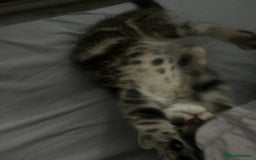 Domestic Shorthair cats for sale: 4 kittens ready to leave now - Image 4