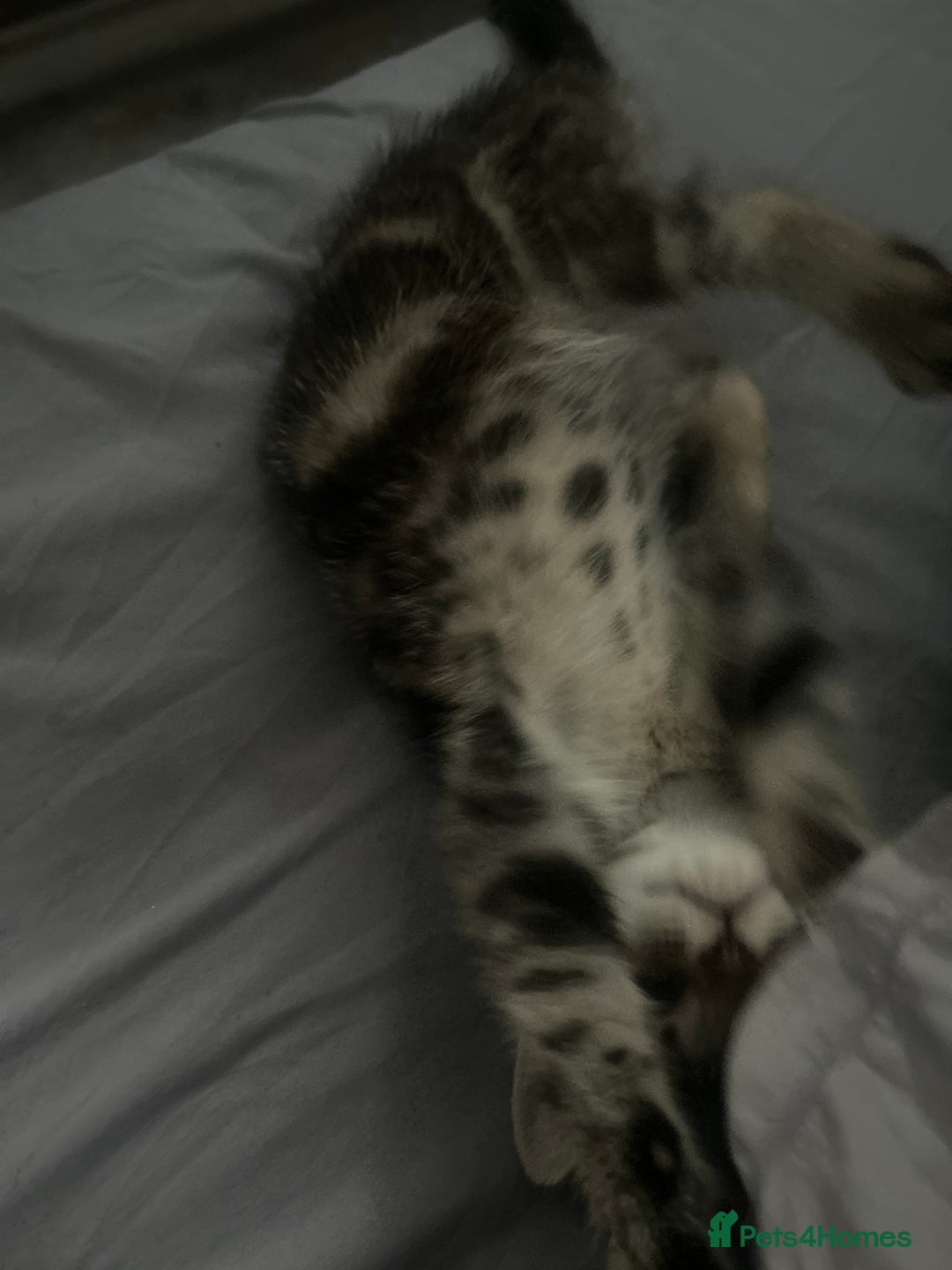 Domestic Shorthair cats for sale: 4 kittens ready to leave now - Image 4