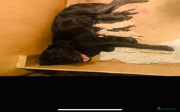 Labrador Retriever dogs for sale: Labrador puppies  - Image 2