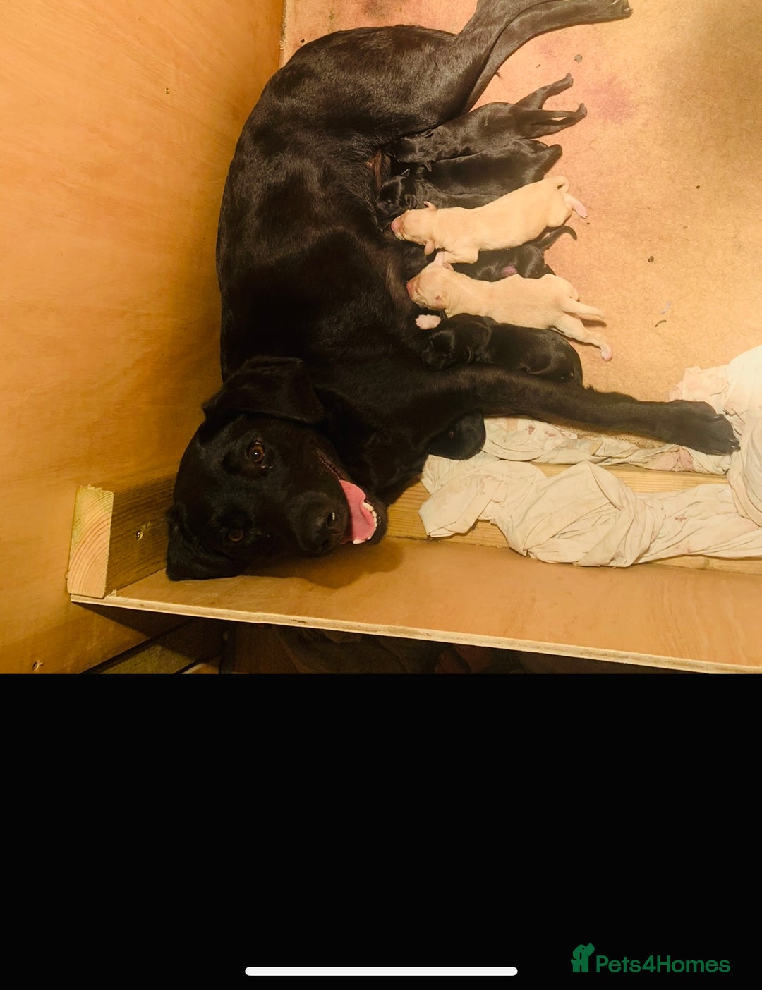 Labrador Retriever dogs for sale: Labrador puppies  - Image 2
