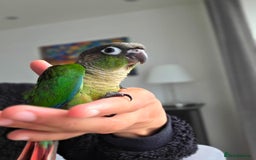 Conures birds for sale: Handreared Tame Baby Conures  - Image 11