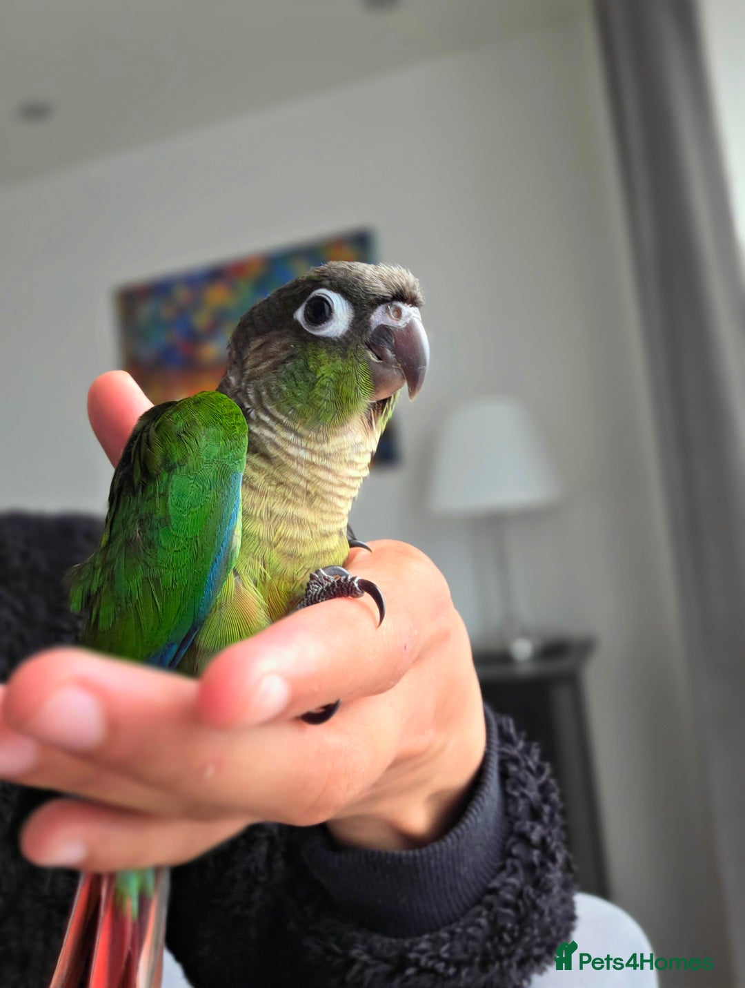 Conures birds for sale: Handreared Tame Baby Conures  - Image 11