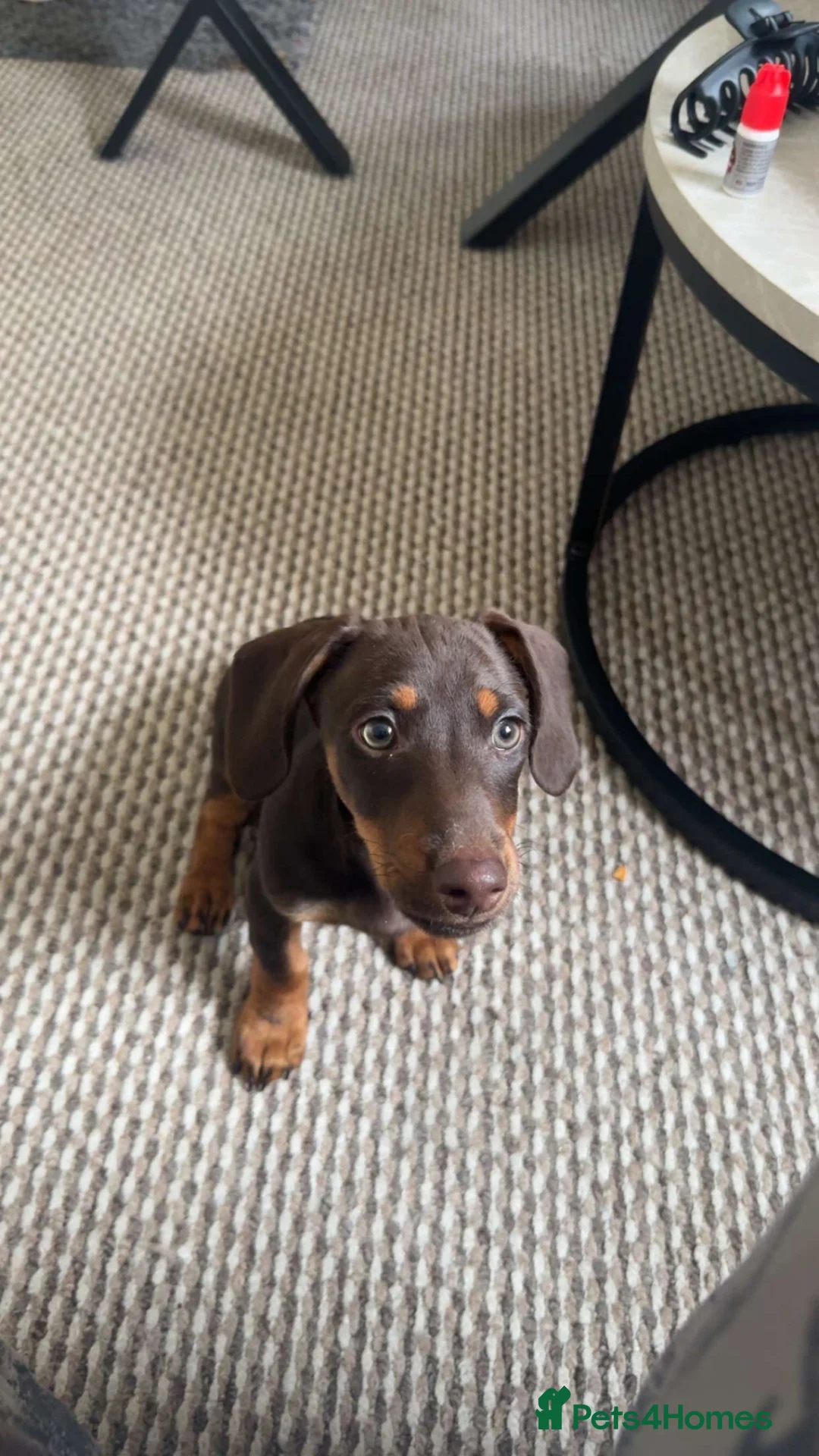 Jackshund dogs for sale: 12 week old Jackshund puppy  in Ludlow - Advert 1