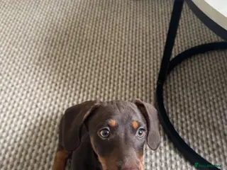 Jackshund dogs 12 week old Jackshund puppy - Advert 3