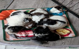 Yorkshire Terrier dogs for adoption: 💙🐶 YORKIE CROSS (BIEWER) PUPPIES 🐶💙 - Image 9