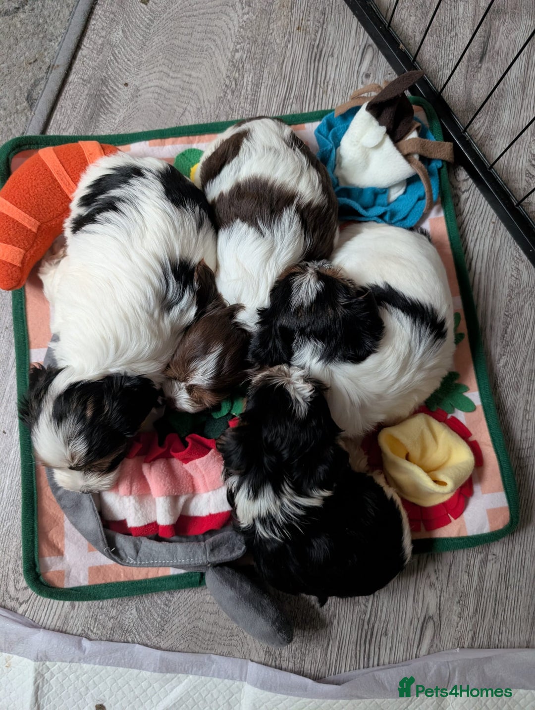 Yorkshire Terrier dogs for adoption: 💙🐶 YORKIE CROSS (BIEWER) PUPPIES 🐶💙 - Image 9