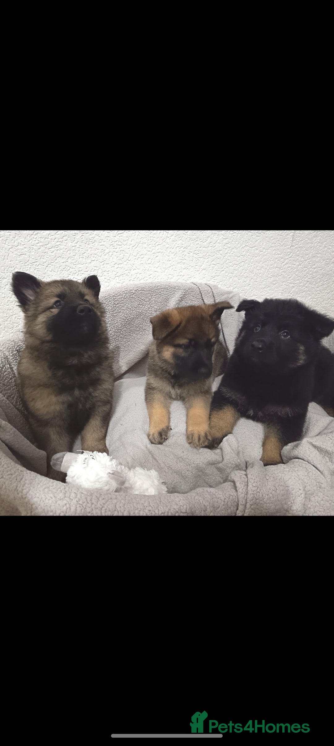 German Shepherd dogs for sale: BEAUTIFUL SABLE GERMAN SHEPHERD PUPS - Image 33