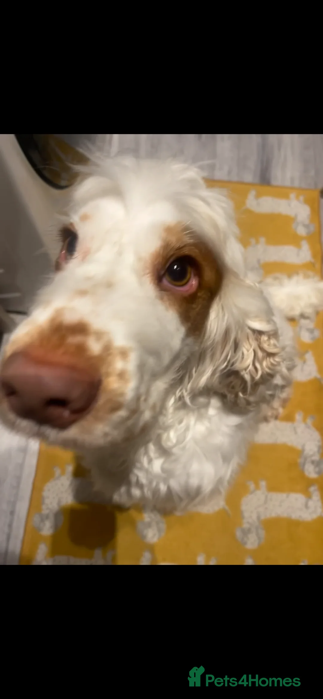 Cocker Spaniel dogs for sale: Gold blooded Show Cocker Spaniel  in Stoke-on-Trent - Advert 1