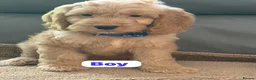Cockapoo dogs for sale: OUTSTANDINGADORABLE F1 SHOW TYPE COCKAPOO - Advert 7