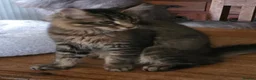Maine Coon cats for sale: Big Strong Maine Coon Kittens - Advert 32