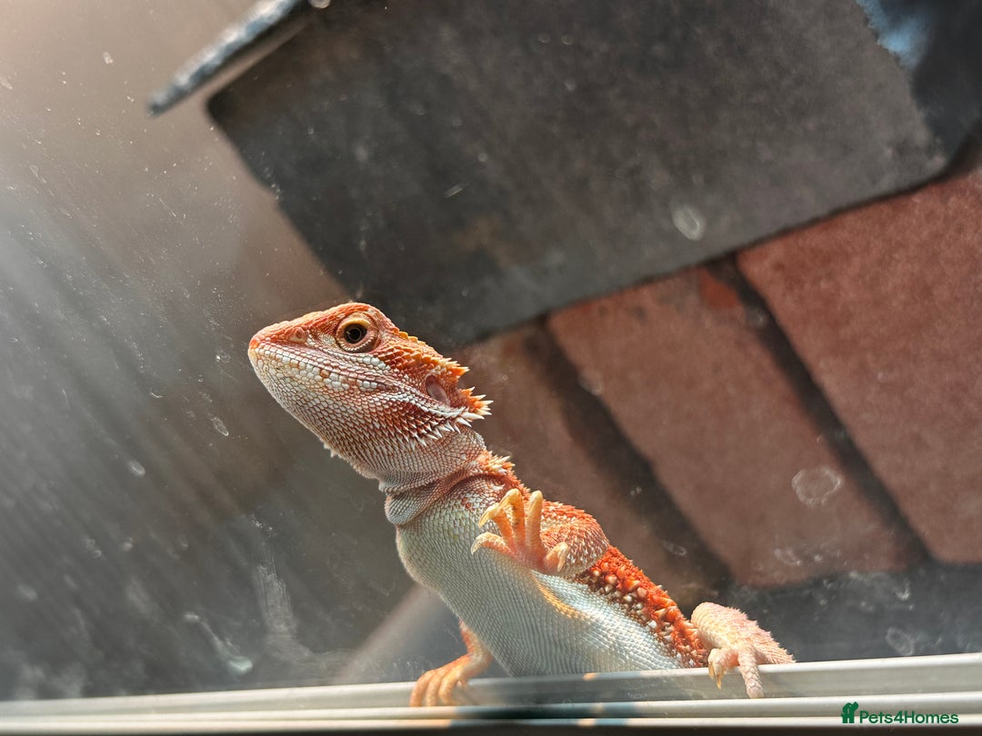 Bearded Dragon reptiles for sale: WOLFGANG x Humbug  - Advert 3