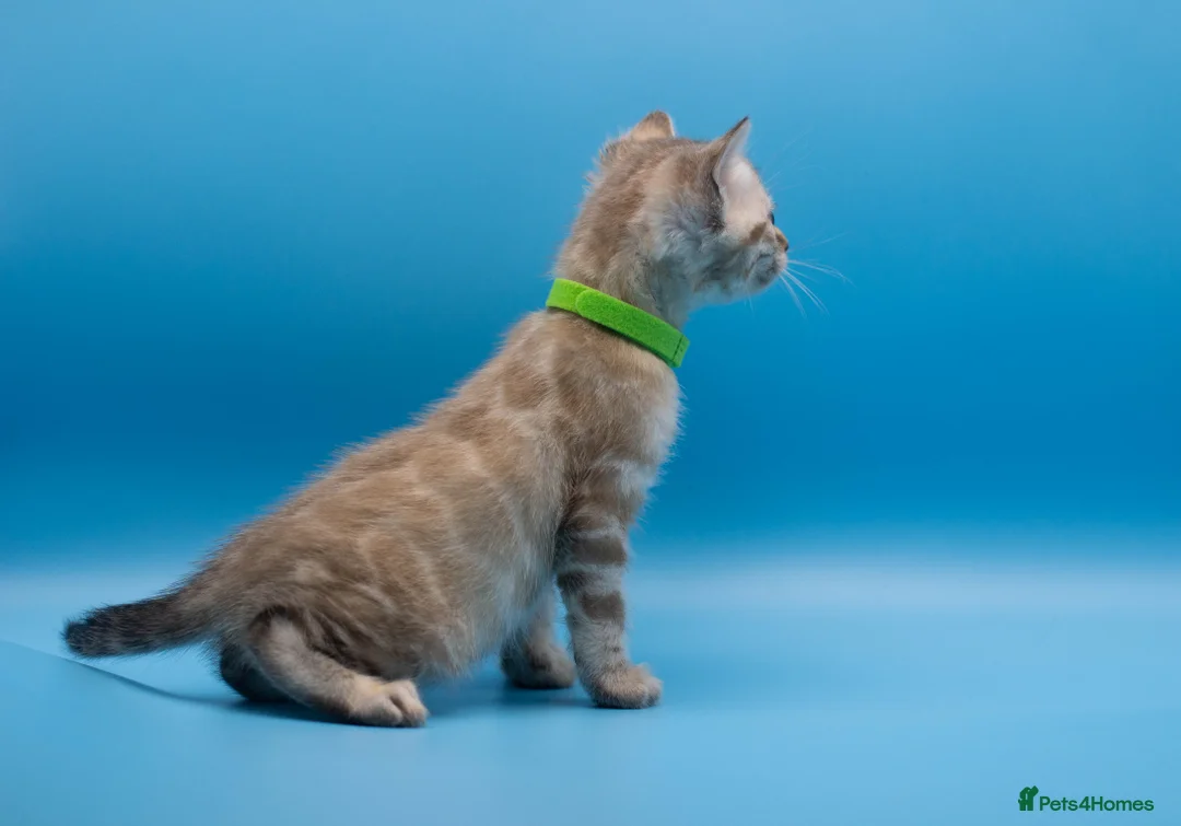 Bengal cats for sale: TICA Registered Bengal Kittens – Truly Magnificent - Advert 35