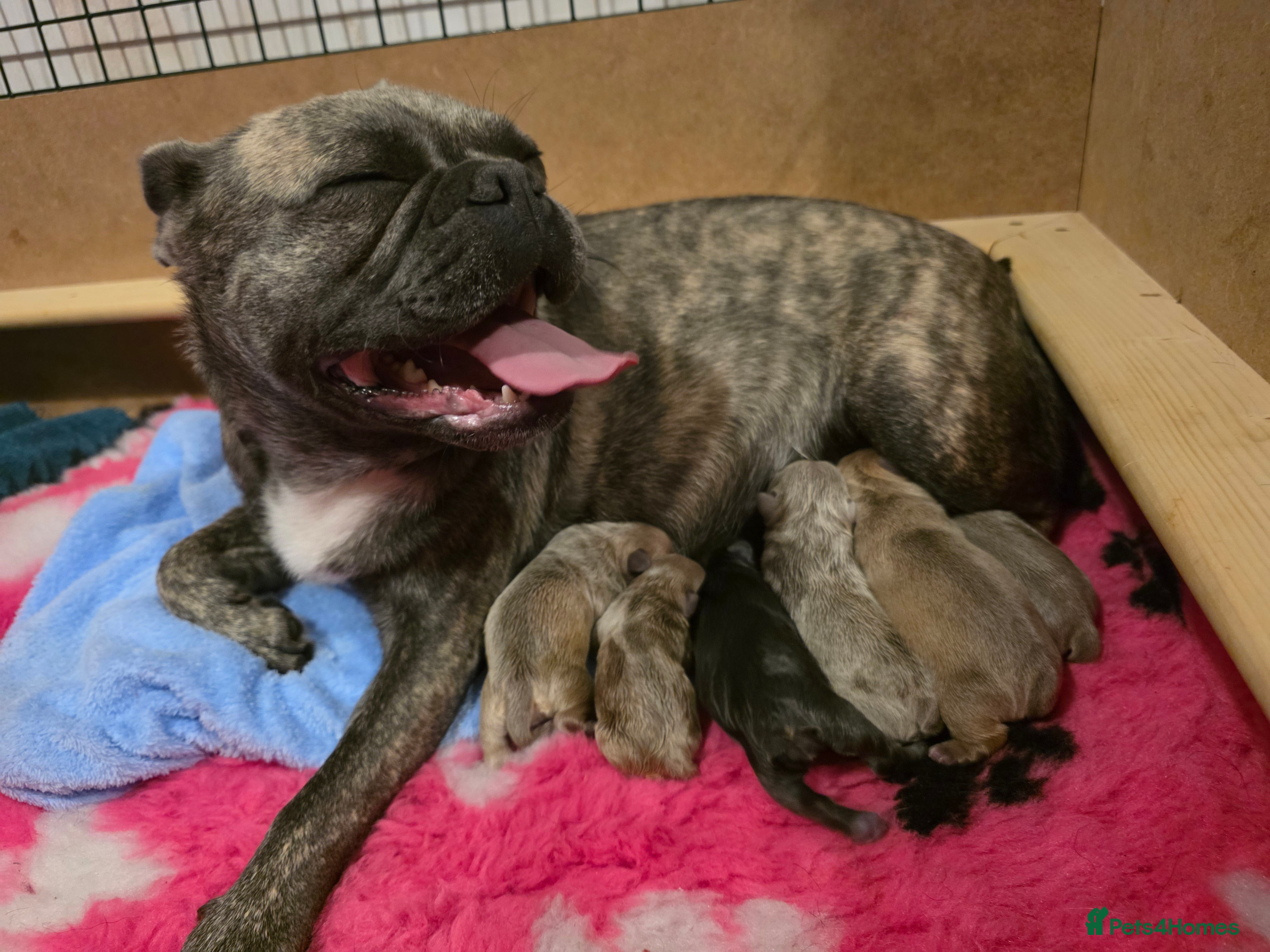 Frug dogs  Stunning Frug puppies  - Advert 17