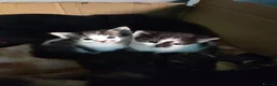 Domestic Shorthair cats for sale: 4 little kittens are looking for a family in Norwich - Advert 16