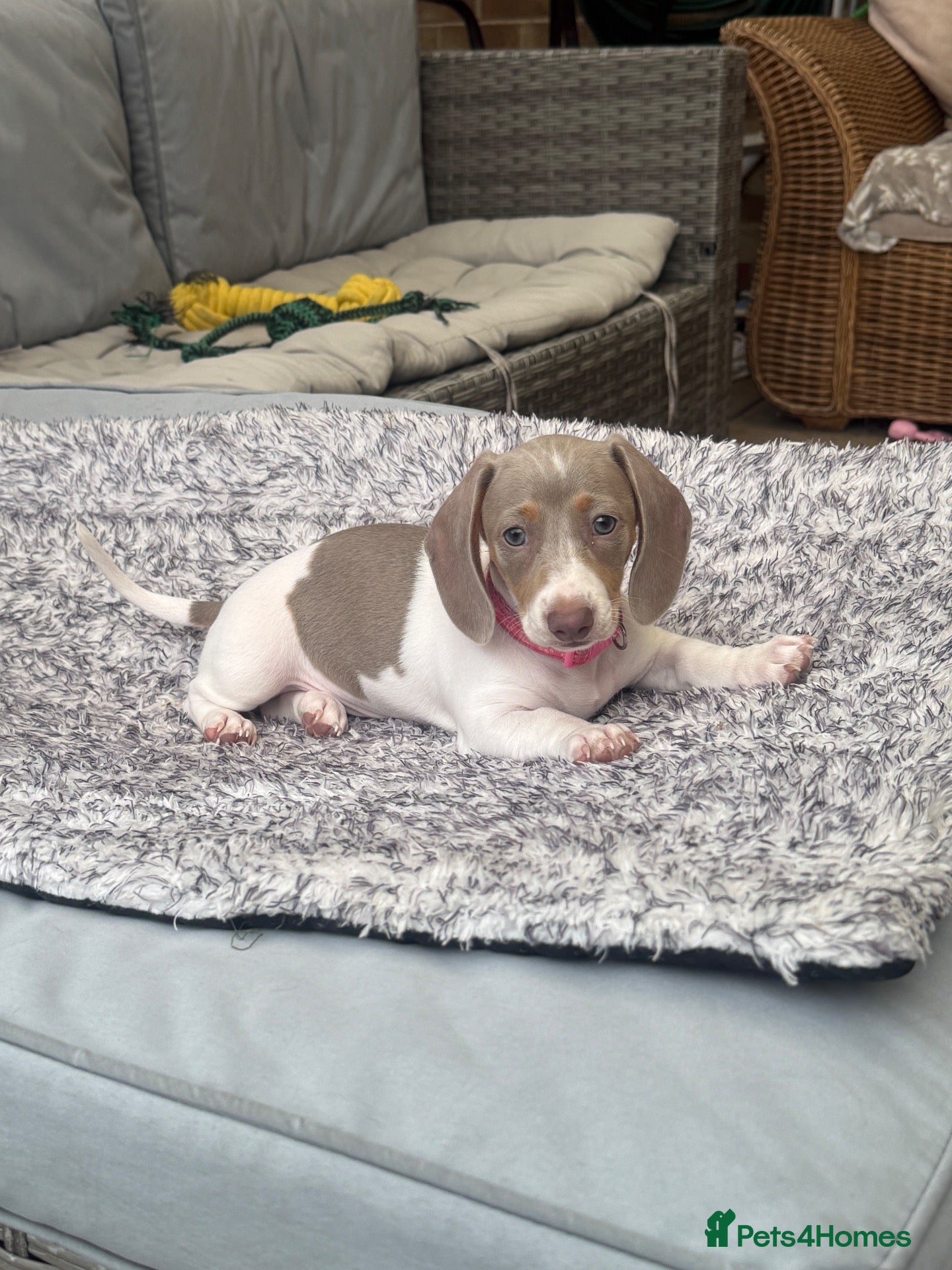 Dachshund dogs Beautiful Dachshund Puppies READY NOW  - Advert 1