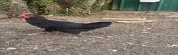 Chickens poultry for sale: Blue Maran cockerel  in Saffron Walden - Advert 3