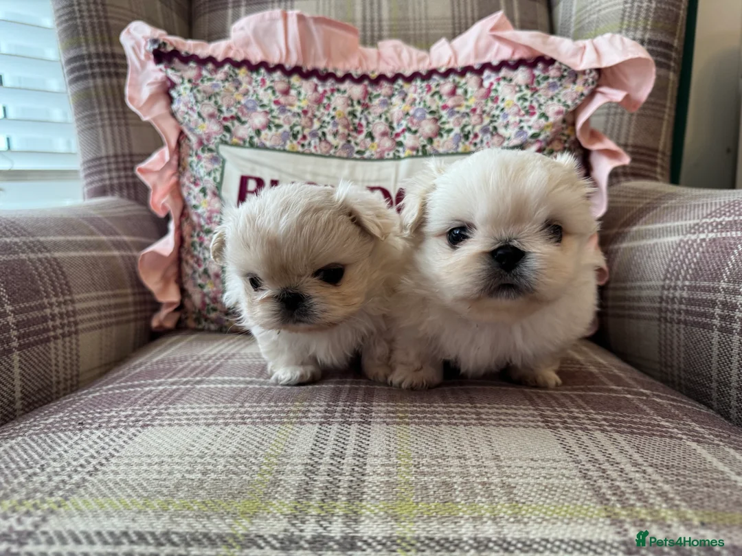 Pekingese dogs for sale: Pekingese puppys - Advert 1