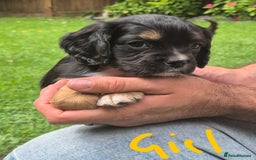 Mixed Breed dogs for sale: Cocker spaniel x cavalier king charles puppies - Image 3