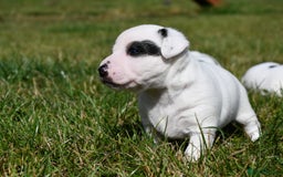 Jack Russell dogs for sale: Jack Russell puppies for sale  - Image 12
