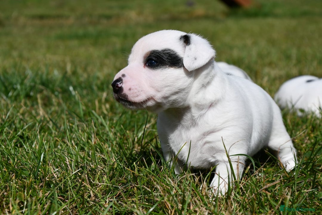 Jack Russell dogs for sale: Jack Russell puppies for sale  - Image 12