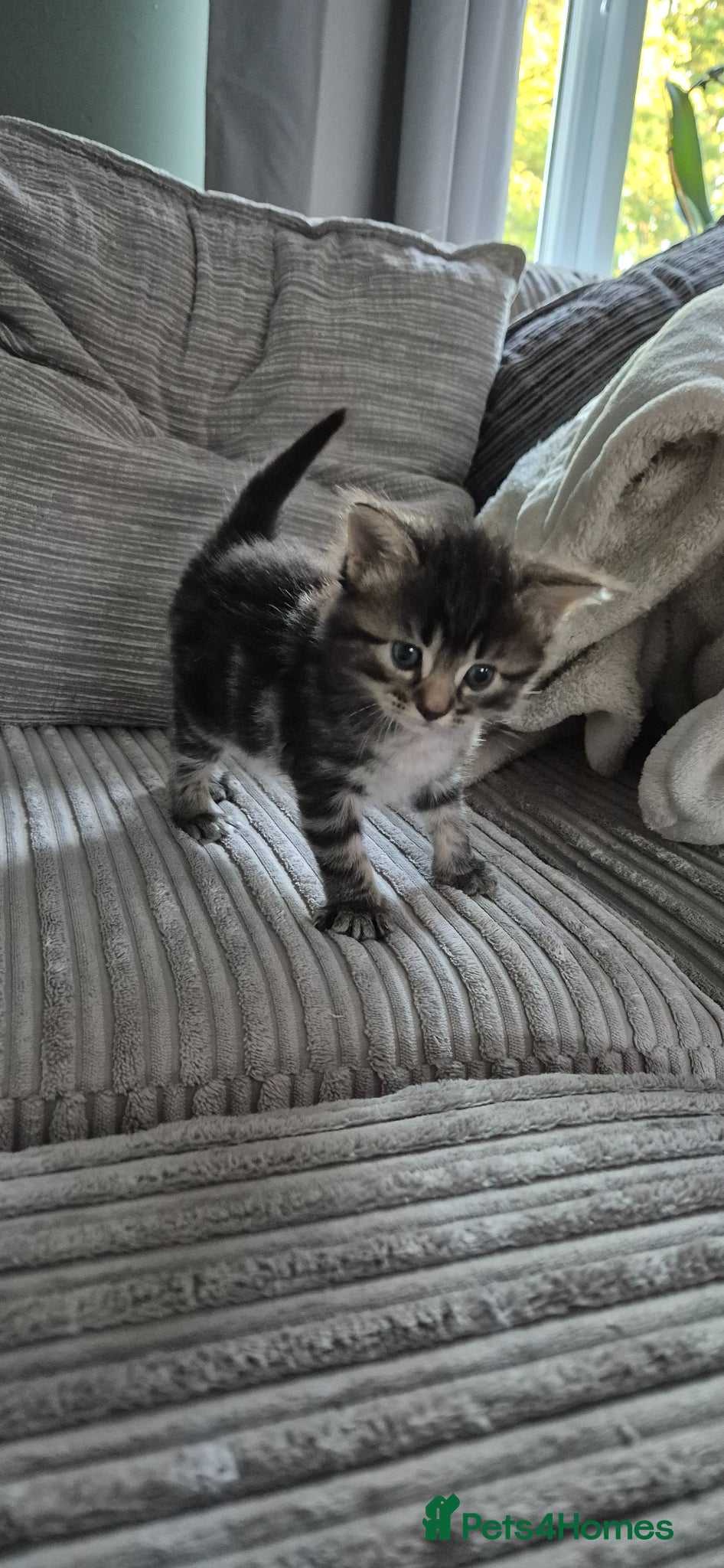 Scottish Fold Kitten 2