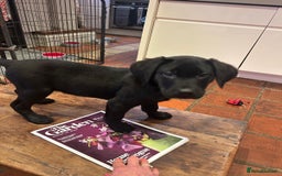 Labrador Retriever dogs for sale: Two Labradors  - Image 4