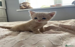 Mixed Breed cats for sale: Kittens for sale  - Image 5