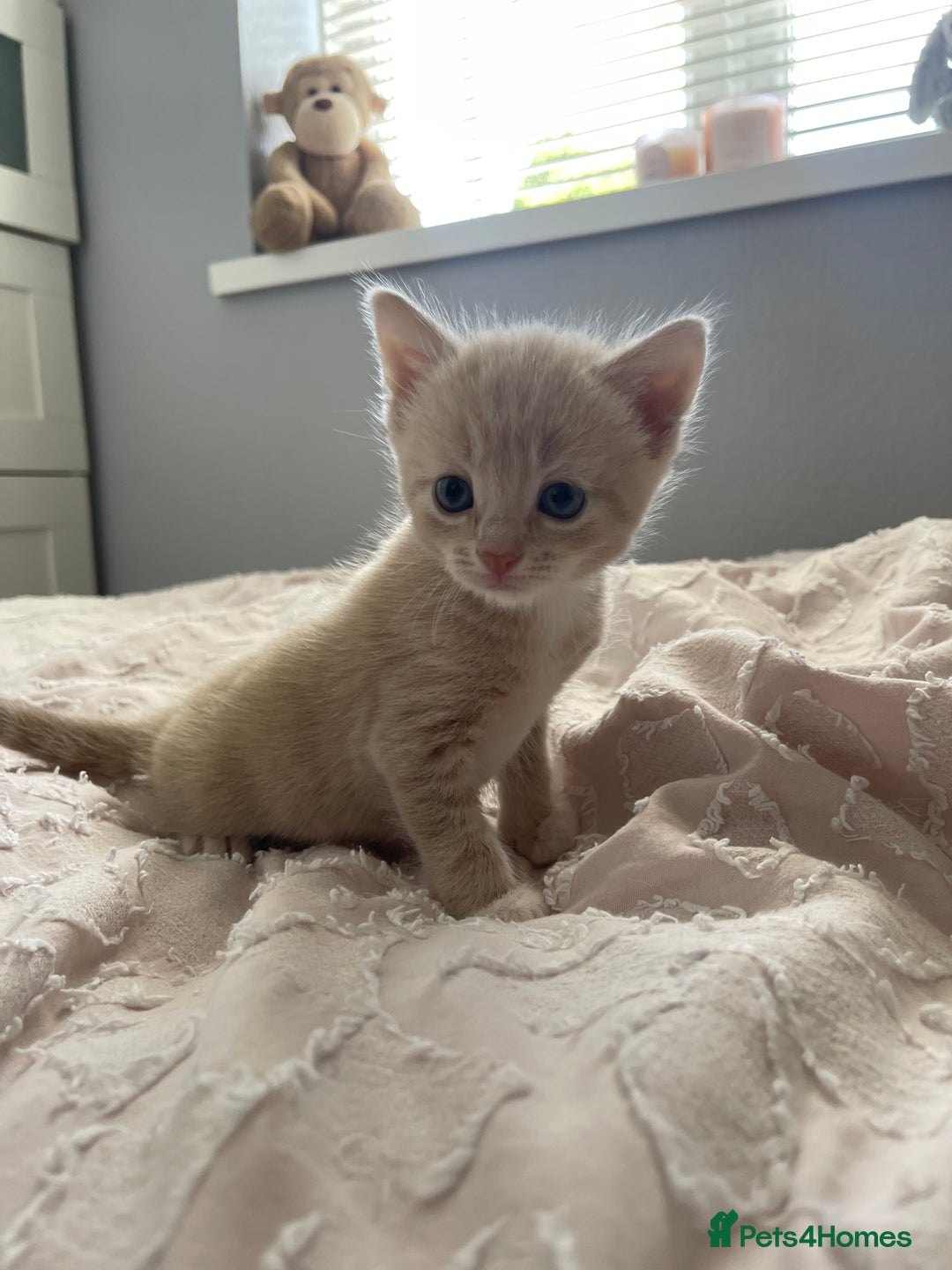 Mixed Breed cats for sale: Kittens for sale  - Image 5