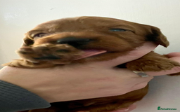 Cockapoo dogs for sale: Amazing litter of f1b cockerpoo puppies for sale - Image 3