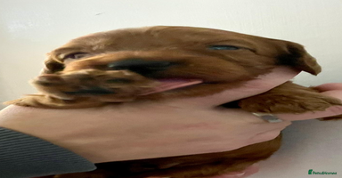 Cockapoo dogs - Advert 4