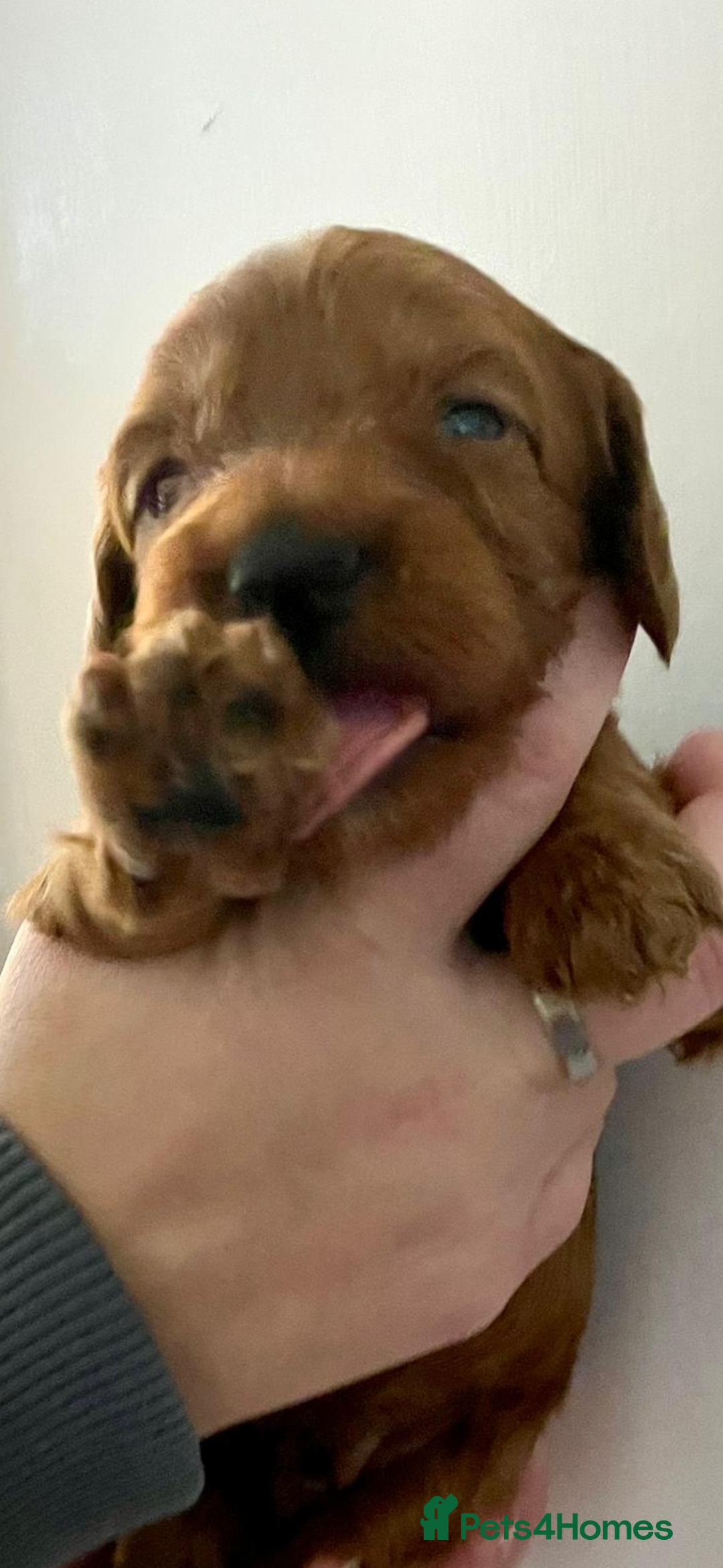 Cockapoo dogs for sale: Amazing litter of f1b cockerpoo puppies for sale - Image 3