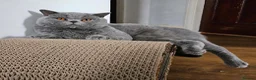 British Shorthair cats for sale: Stunning British shorthair blue kittens, neutered - Advert 18